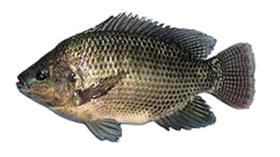 3.4-fish-tilapia